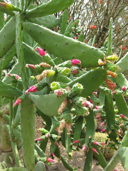 File:IMG 7436 hunt09jun.jpg