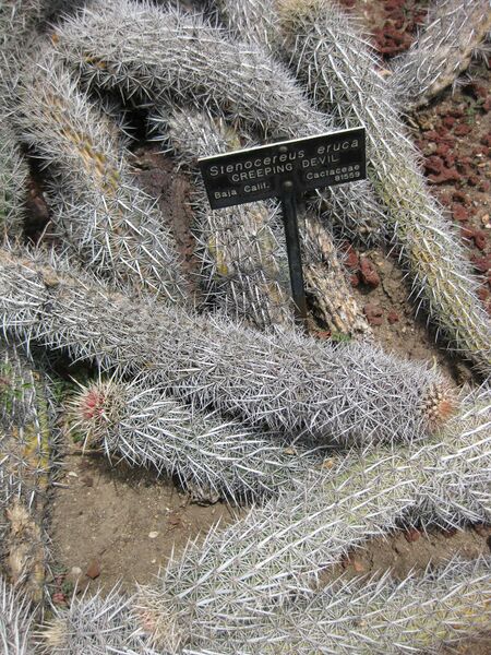 File:IMG 7438 hunt09jun.jpg