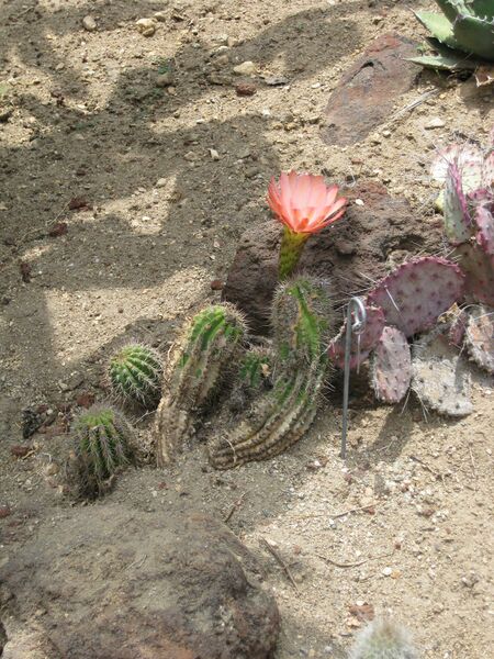 File:IMG 7439 hunt09jun.jpg