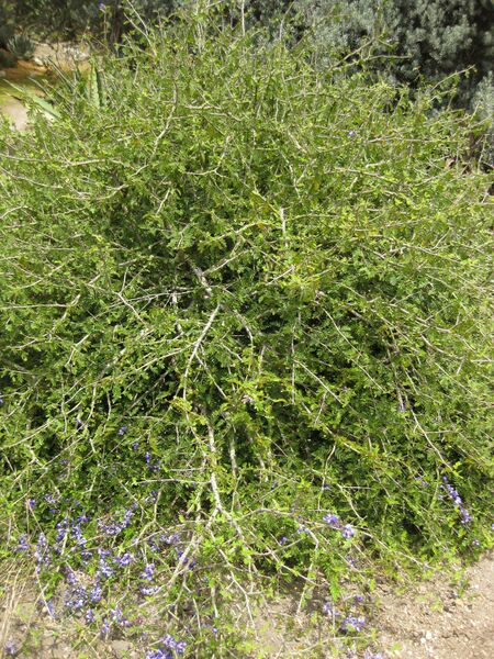 File:IMG 7442 hunt09jun.jpg