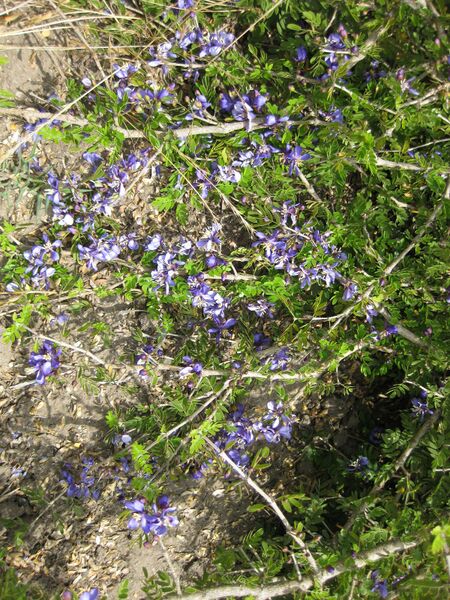 File:IMG 7443 hunt09jun.jpg