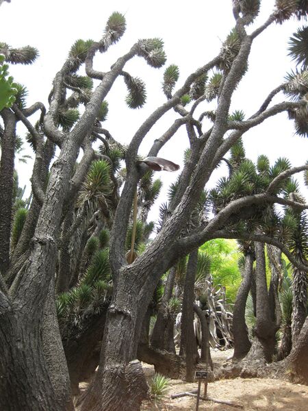 File:IMG 7444 hunt09jun.jpg