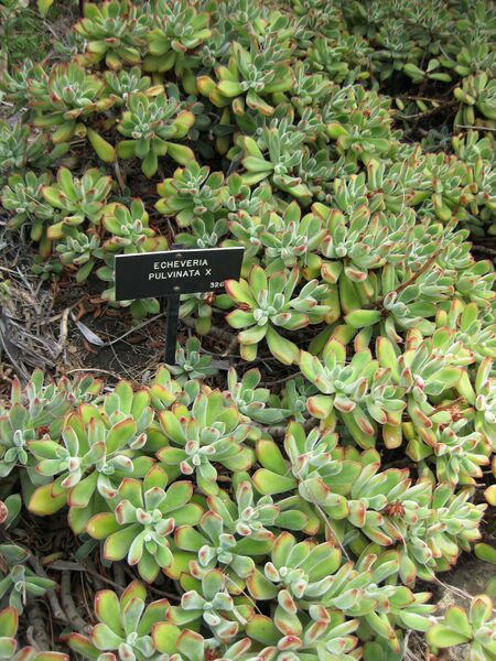 File:IMG 7446 hunt09jun.jpg