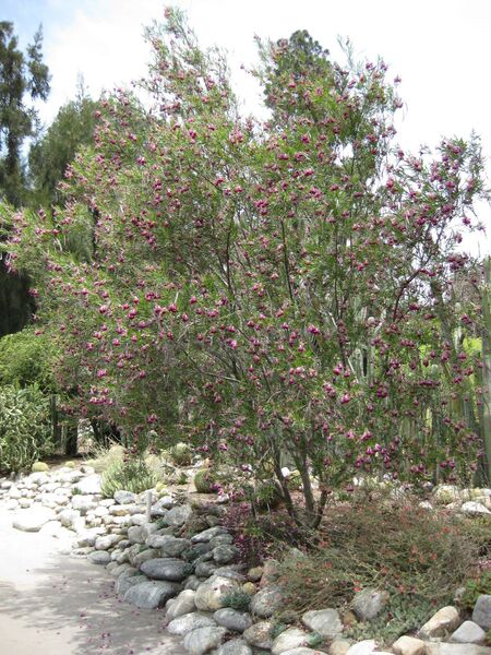 File:IMG 7448 hunt09jun.jpg