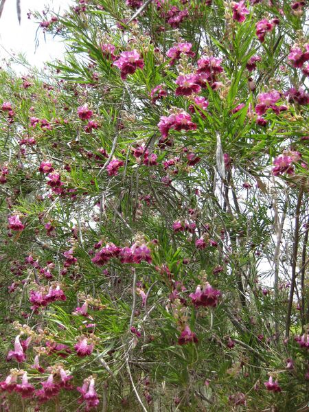 File:IMG 7449 hunt09jun.jpg