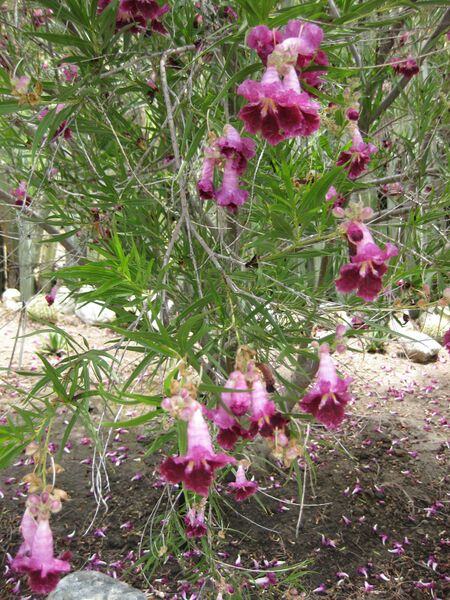 File:IMG 7450 hunt09jun.jpg