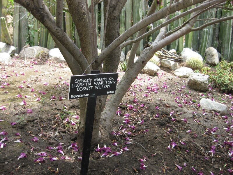 File:IMG 7451 hunt09jun.jpg