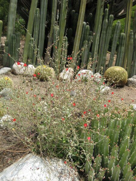 File:IMG 7453 hunt09jun.jpg