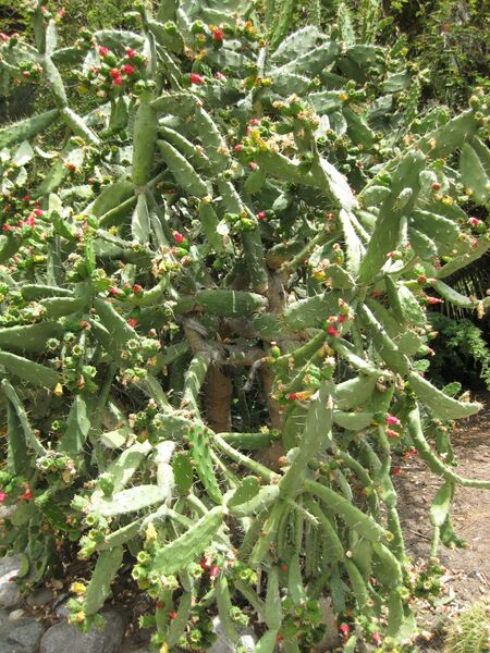 File:IMG 7454 hunt09jun.jpg