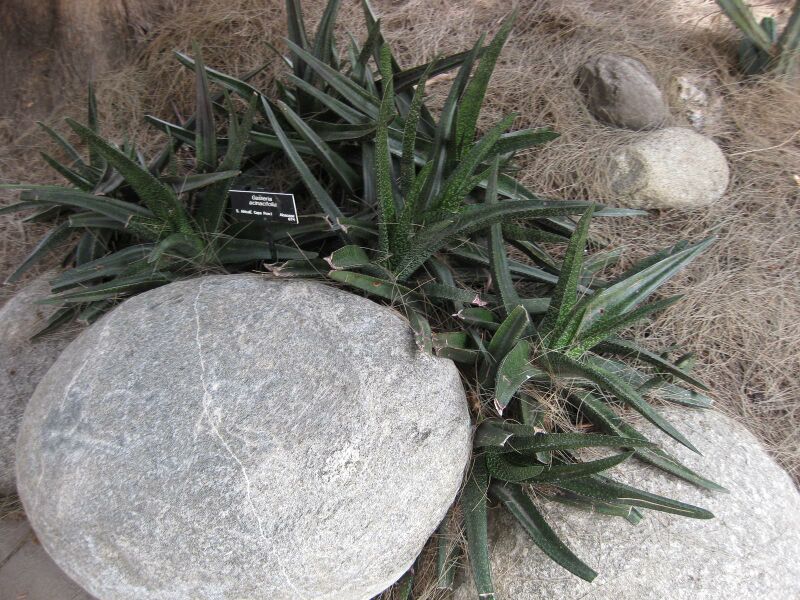 File:IMG 7455 hunt09jun.jpg