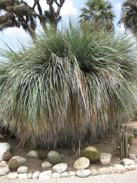 File:IMG 7456 hunt09jun.jpg