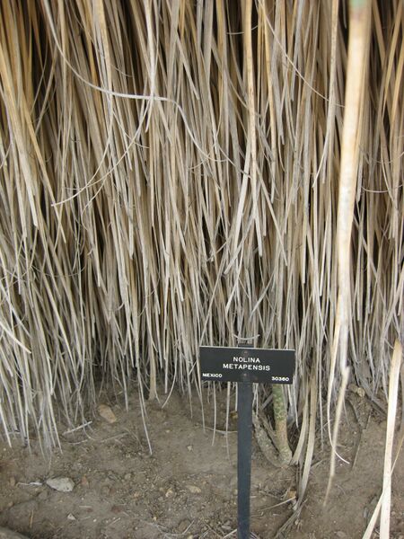 File:IMG 7457 hunt09jun.jpg