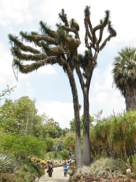 File:IMG 7459 hunt09jun.jpg