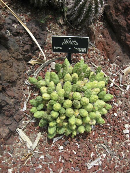 File:IMG 7462 hunt09jun.jpg