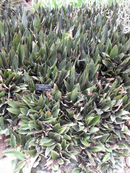 File:IMG 7463 hunt09jun.jpg