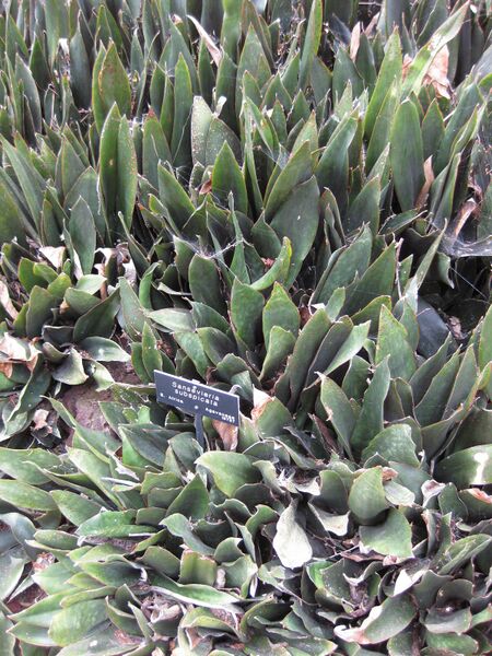 File:IMG 7464 hunt09jun.jpg