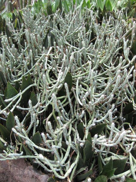 File:IMG 7465 hunt09jun.jpg