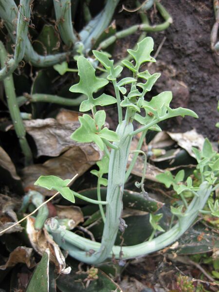 File:IMG 7466 hunt09jun.jpg