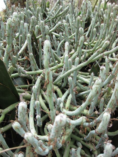 File:IMG 7467 hunt09jun.jpg