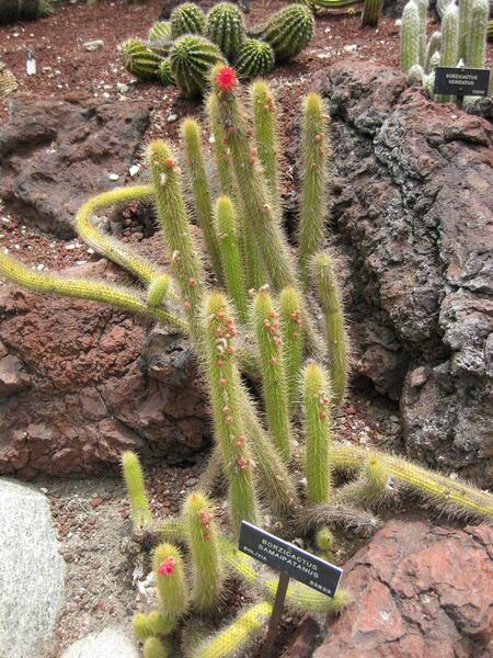 File:IMG 7468 hunt09jun.jpg