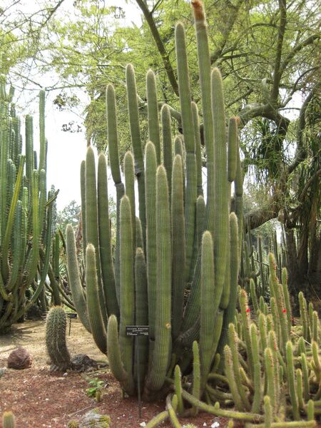 File:IMG 7470 hunt09jun.jpg