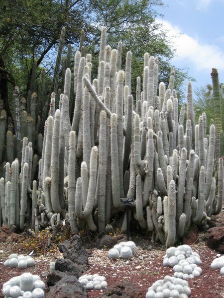 File:IMG 7472 hunt09jun.jpg