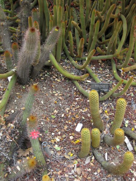 File:IMG 7473 hunt09jun.jpg