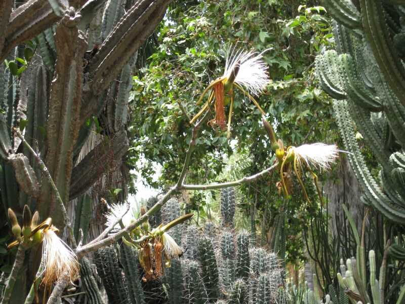 File:IMG 7475 hunt09jun.jpg