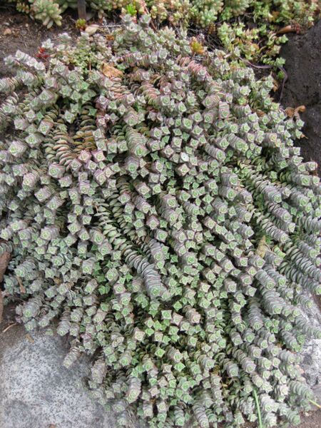 File:IMG 7477 hunt09jun.jpg