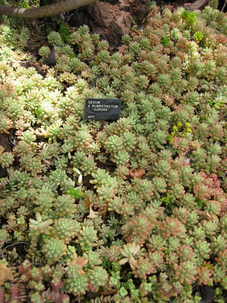 File:IMG 7479 hunt09jun.jpg