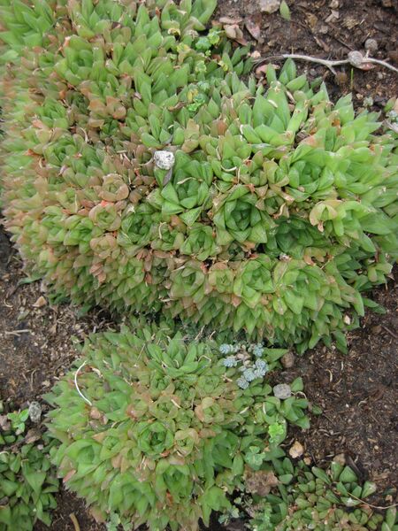 File:IMG 7480 hunt09jun.jpg