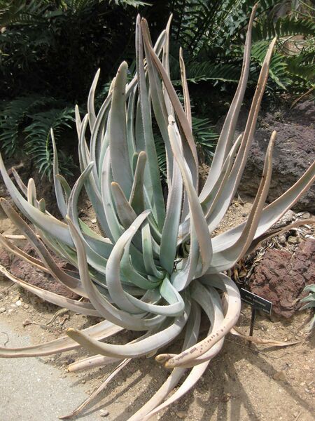 File:IMG 7485 hunt09jun.jpg