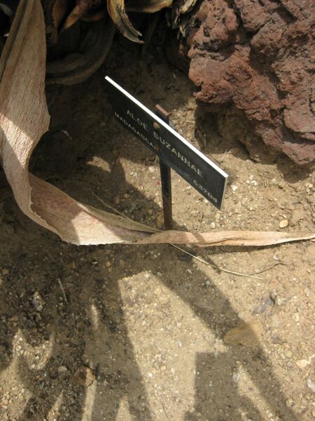 File:IMG 7486 hunt09jun.jpg