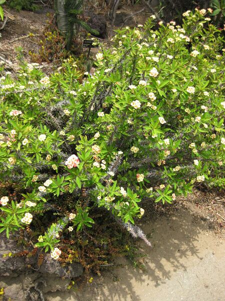 File:IMG 7489 hunt09jun.jpg