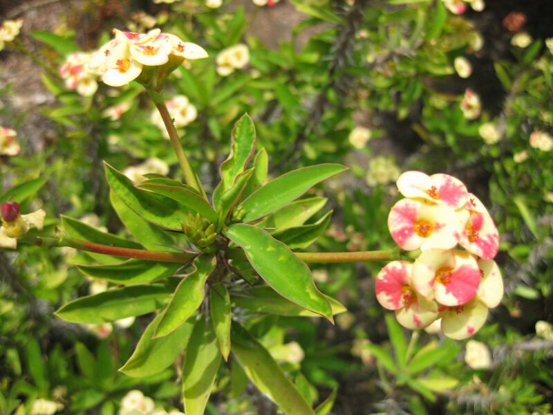 File:IMG 7491 hunt09jun.jpg