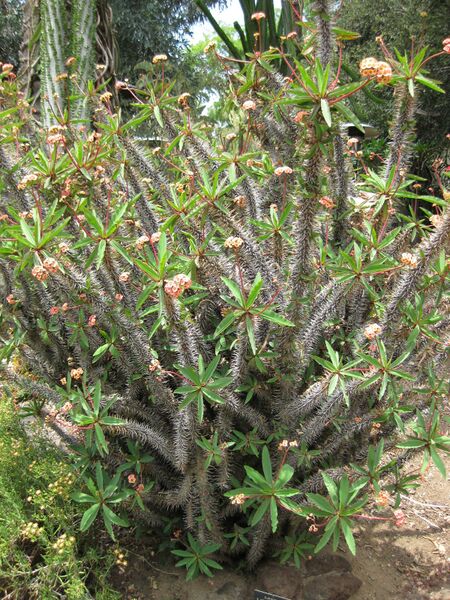 File:IMG 7492 hunt09jun.jpg