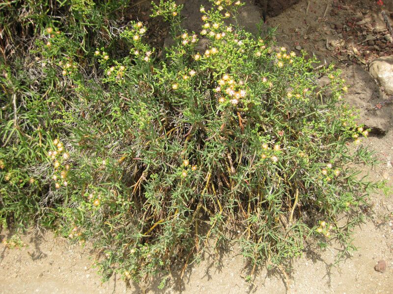 File:IMG 7494 hunt09jun.jpg