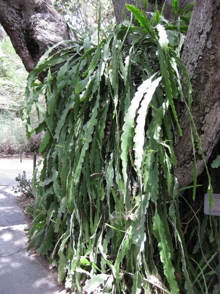 File:IMG 7495 hunt09jun.jpg