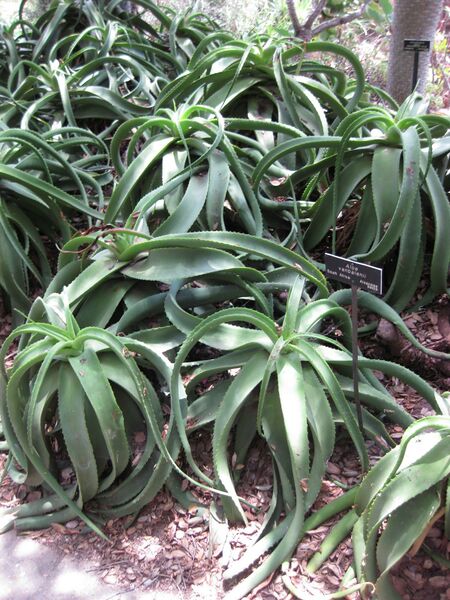 File:IMG 7496 hunt09jun.jpg