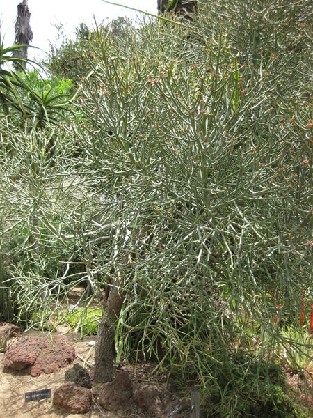 File:IMG 7497 hunt09jun.jpg