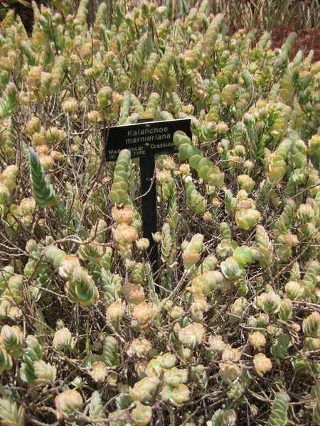 File:IMG 7498 hunt09jun.jpg