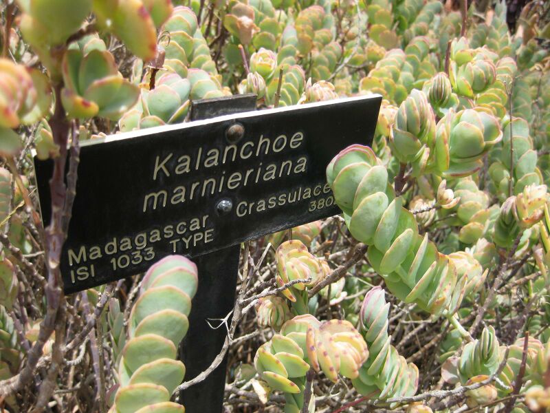 File:IMG 7499 hunt09jun.jpg