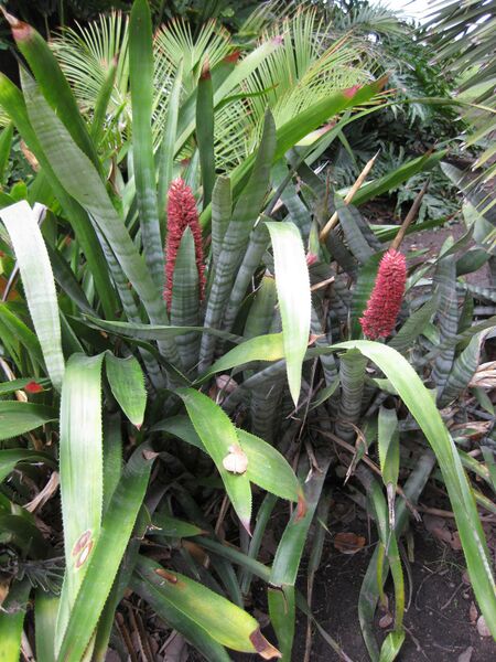 File:IMG 7500 hunt09jun.jpg