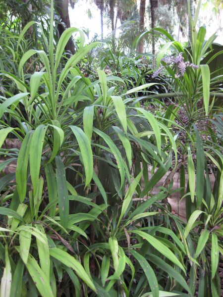 File:IMG 7502 hunt09jun.jpg