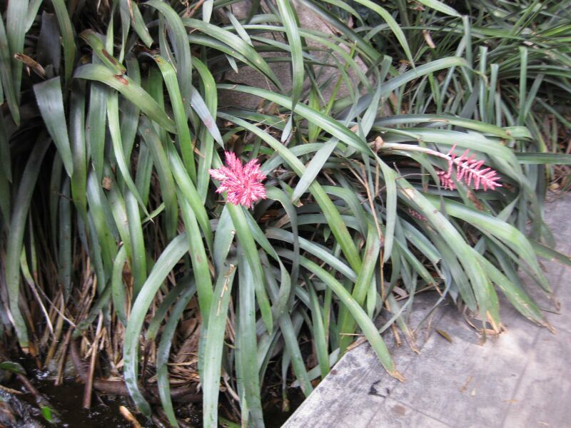 File:IMG 7503 hunt09jun.jpg