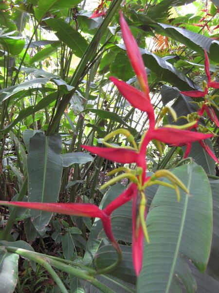 File:IMG 7506 hunt09jun.jpg