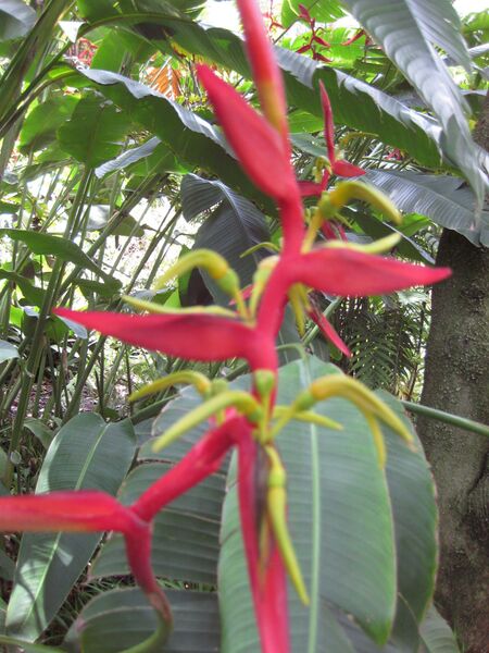 File:IMG 7507 hunt09jun.jpg