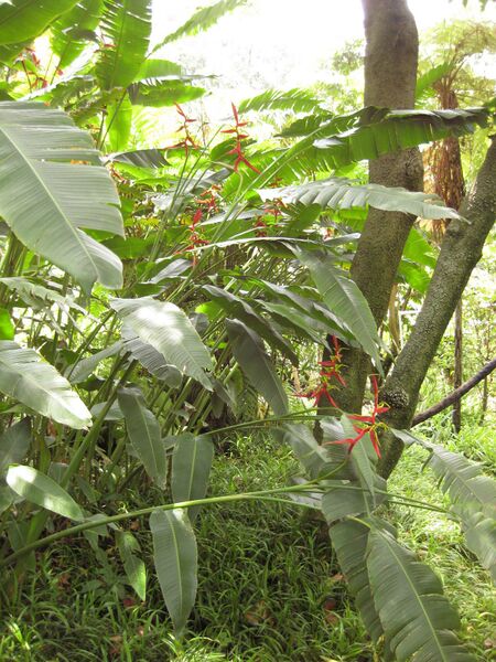 File:IMG 7509 hunt09jun.jpg