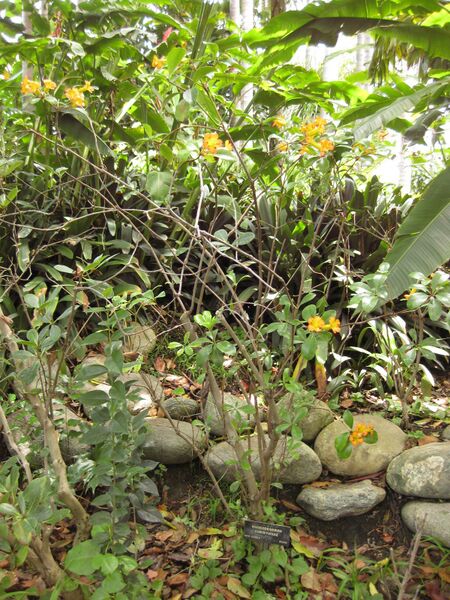 File:IMG 7510 hunt09jun.jpg