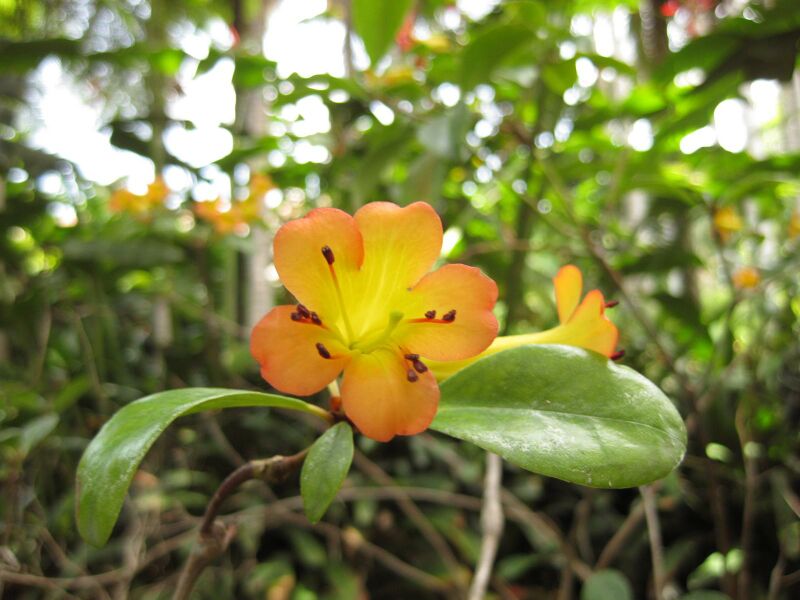 File:IMG 7511 hunt09jun.jpg